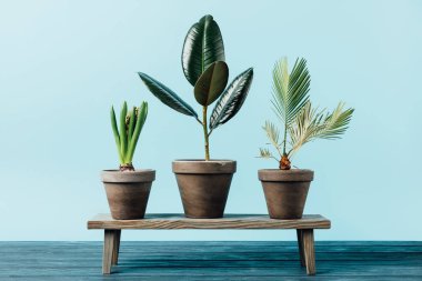 close up view of green plants in flowerpots on wooden decorative bench isolated on blue clipart