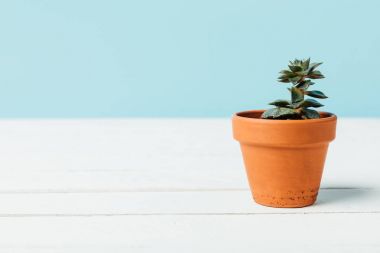 Yeşil etli bitki saksı içinde bakış beyaz ahşap yüzeyde mavi izole kapatmak