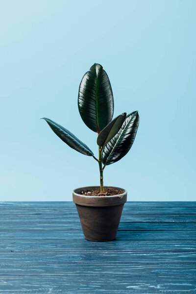 close up view of ficus plant in flowerpot on wooden surface on blue