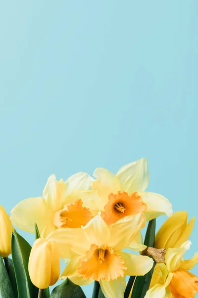 Закрытый Вид Красивые Тюльпаны Цветы Нарцисса Изолированные Голубом Фоне — стоковое фото