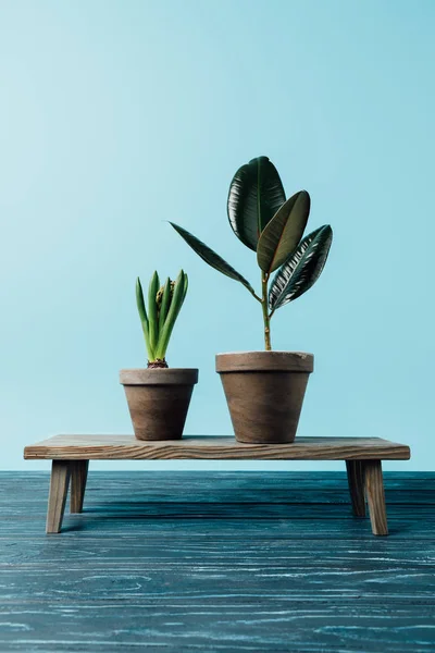 Close Van Groene Planten Bloempotten Houten Decoratieve Bank Geïsoleerd Blauw — Stockfoto