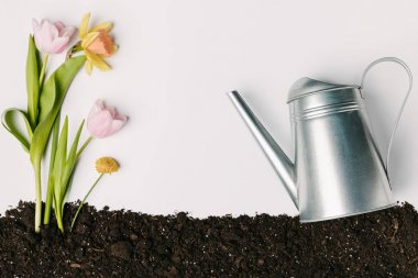 flat lay with tulips, narcissus, chrysanthemum in ground and watering can isolated on white clipart