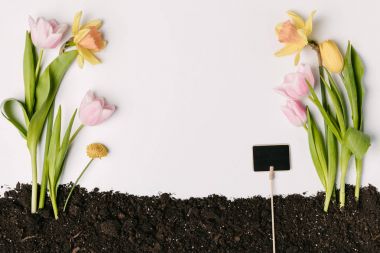 flat lay with tulips, narcissus, chrysanthemum flowers and blank blackboard in ground isolated on white clipart