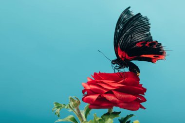 close up view of beautiful butterfly on red rose isolated on blue clipart
