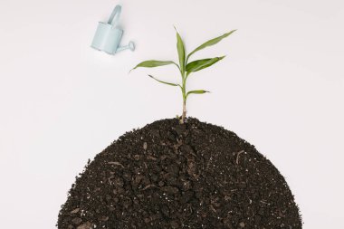 top view of little blue watering can and green plant in ground isolated on white clipart