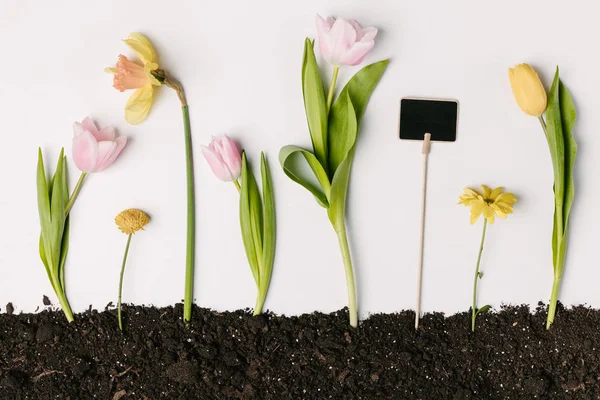 Tendido Plano Con Tulipanes Narcisos Flores Crisantemo Pizarra Blanco Suelo —  Fotos de Stock