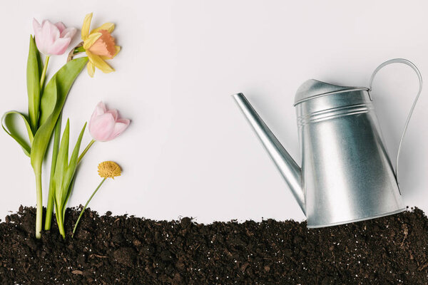 flat lay with tulips, narcissus, chrysanthemum in ground and watering can isolated on white