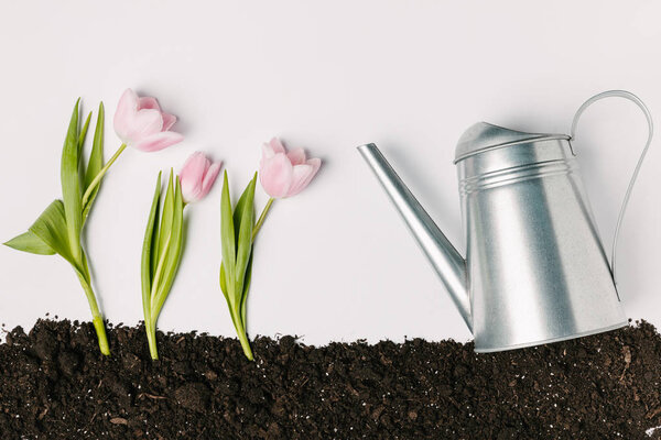 flat lay with watering can and pink tulips in ground isolated on white