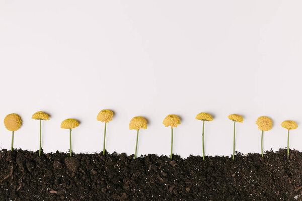 top view of yellow chrysanthemum flowers in ground isolated on white