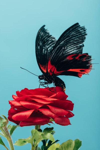 close up view of beautiful butterfly on red rose isolated on blue