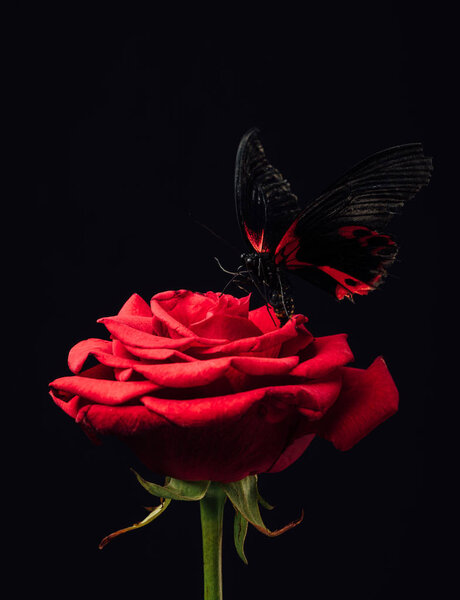 close up view of beautiful butterfly on red rose isolated on black