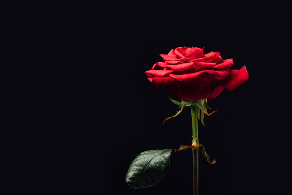 close up view of beautiful red rose isolated on black