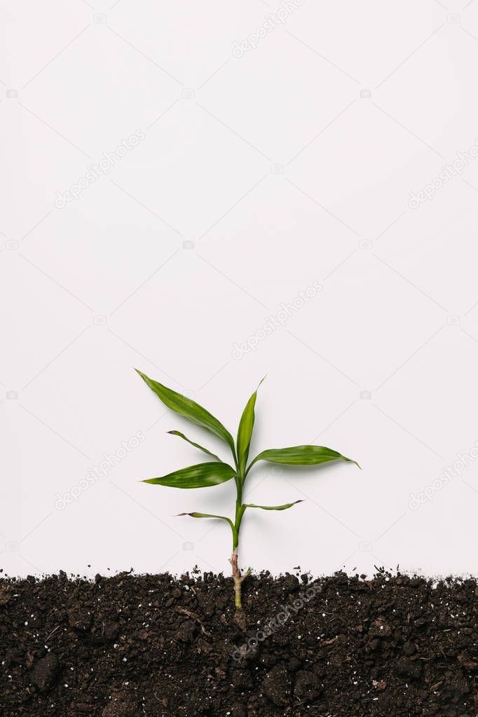 top view of green plant in soil isolated on white