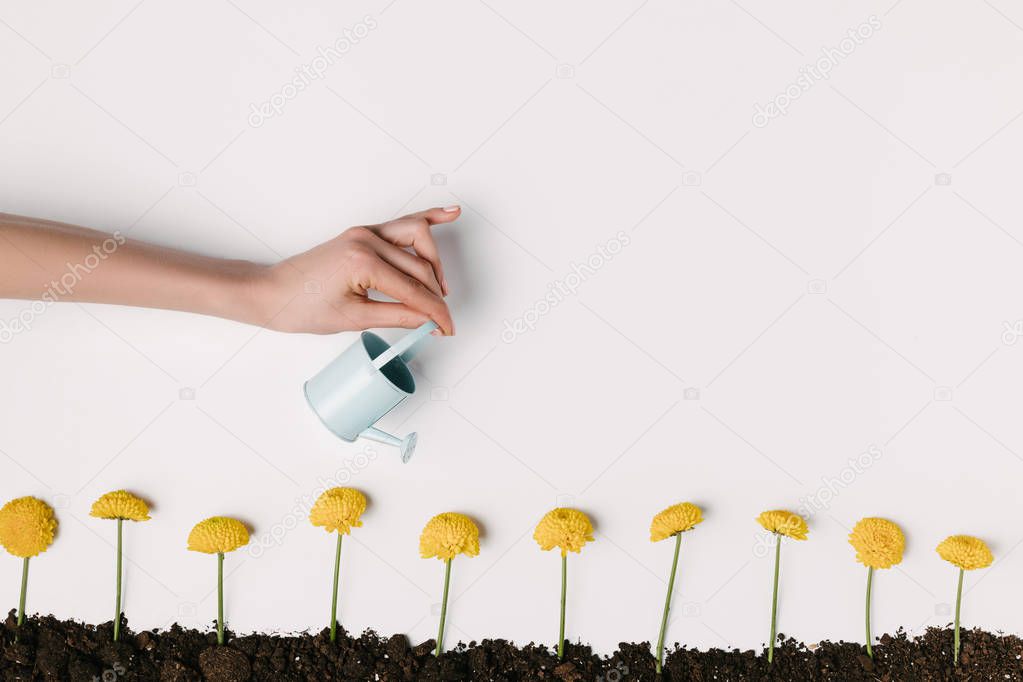 cropped shot of woman watering yellow chrysanthemum flowers in ground isolated on white