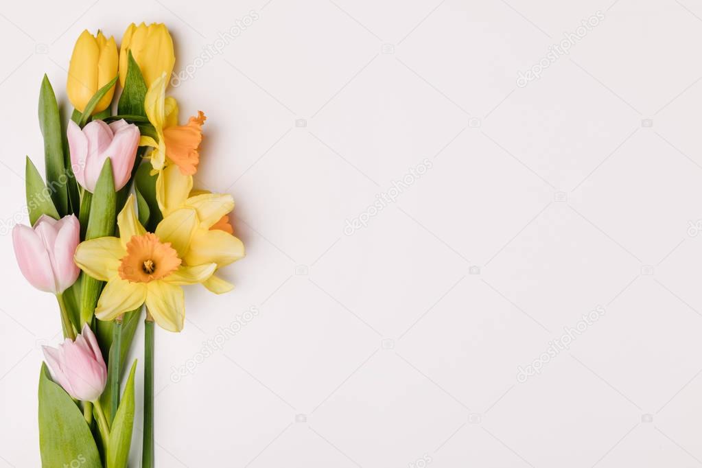 flat lay with arranged beautiful tulips and narcissus flowers isolated on white