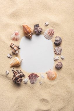 Frame of various seashells on sandy beach