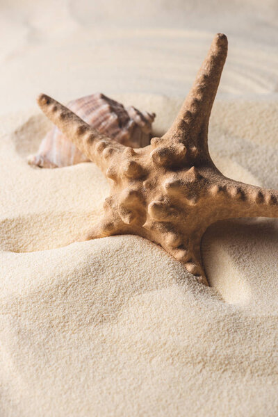 Summer theme template with starfish and shell on sandy beach