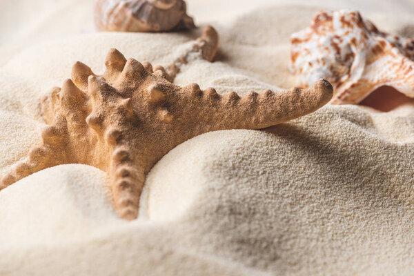 Close-up of starfish and seashell on light sand