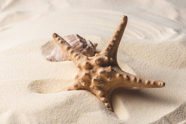 Sea starfish and shell on sandy beach