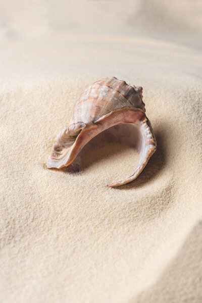 Seashell filled with sand on summer beach