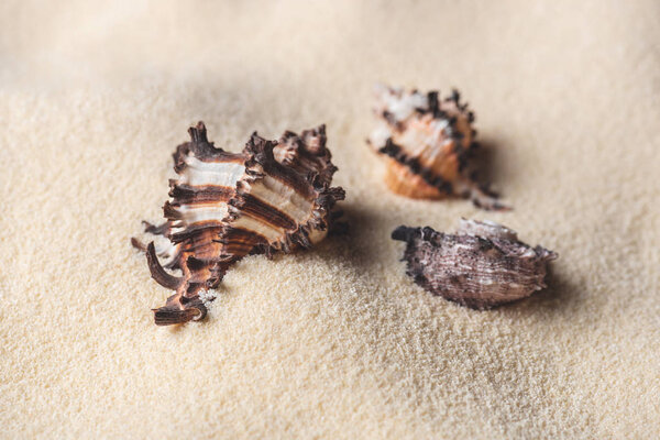 Beautiful seashells on sandy beach for travel template