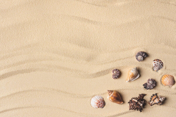 Beautiful seashells corner on light sand