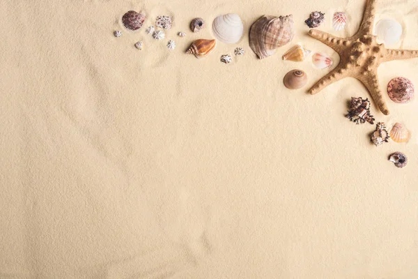 Muscheln Und Seesterne Grenzen Leichten Sand — Stockfoto