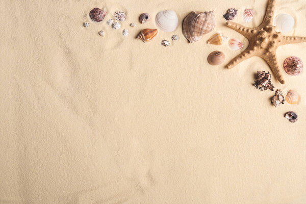 Морские раковины и морские звезды граничат на легком песке
