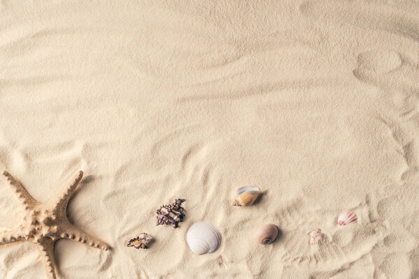 Starfish and sea shells on sandy beach