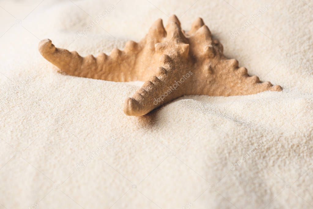 Large starfish on summer sandy beach