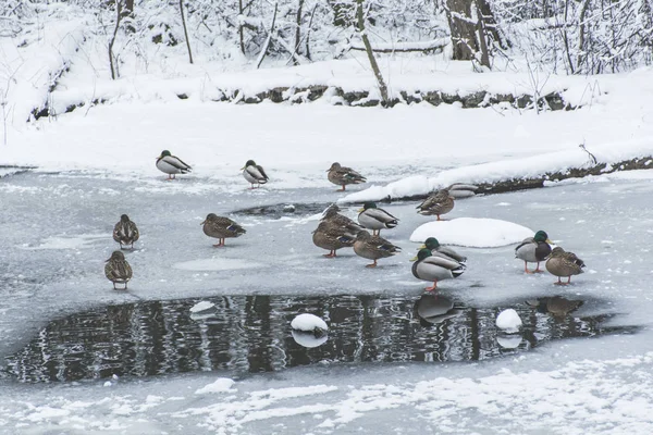 Patos en estanque congelado en el parque nevado - foto de stock