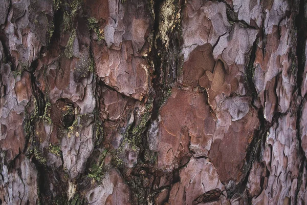 Craquelé rugueux brun et violet écorce de l'arbre fond — Photo de stock