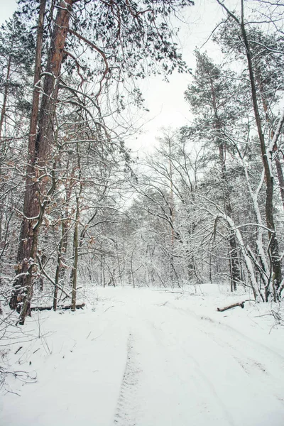 Estrada e árvores no parque nevado no inverno — Fotografia de Stock