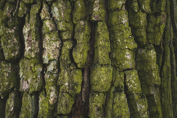 Riss raue grüne Baumrinde Hintergrund — Stockfoto