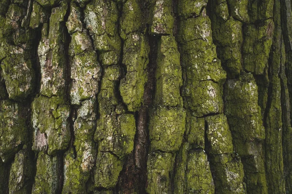 Cracked rough green tree bark background — Stock Photo