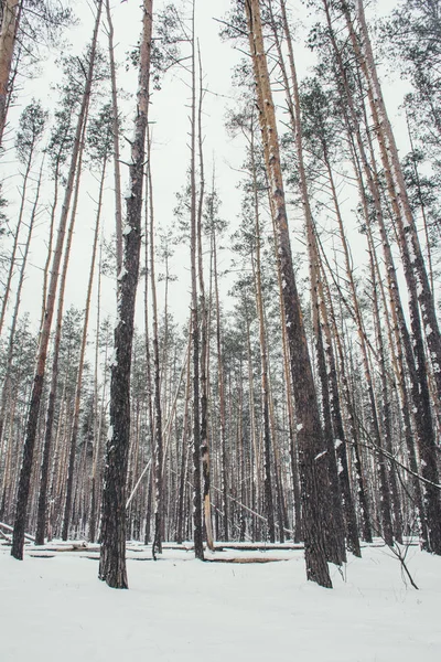 Árvores altas com neve no parque no inverno — Fotografia de Stock