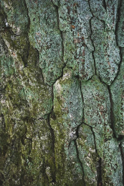 Cracked rough green tree bark background — Stock Photo