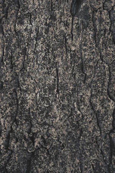 Cracked rough tree bark background — Stock Photo