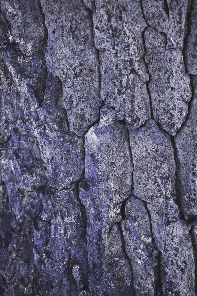 Craquelé rugueux pourpre arbre écorce fond — Photo de stock