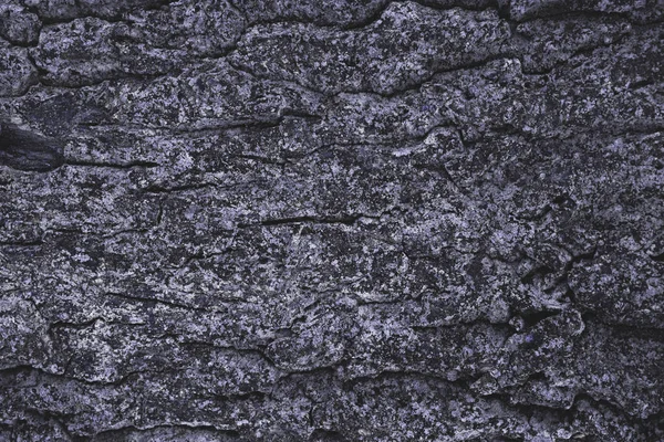 Rotto ruvido viola albero corteccia sfondo — Foto stock