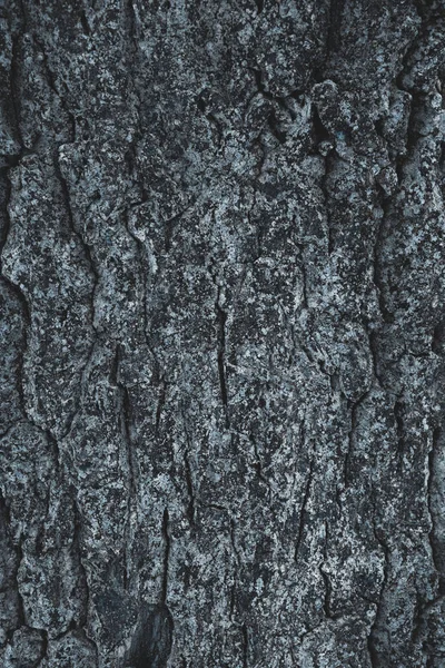 Fissuré rugueux fond d'écorce d'arbre gris — Photo de stock