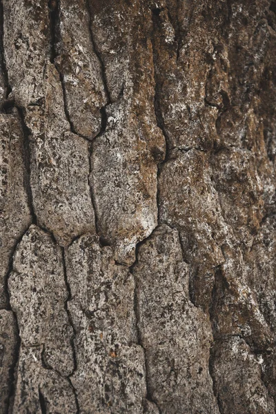Cracked rough brown tree bark background — Stock Photo