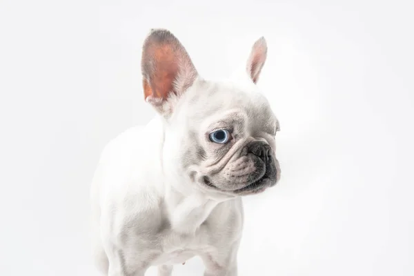 Close-up view of cute purebred french bulldog standing isolated on white — Stock Photo