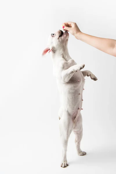 Abgeschnittene Aufnahme einer Person, die eine französische Bulldogge füttert, die auf Pfoten steht, isoliert auf weißem Grund — Stockfoto