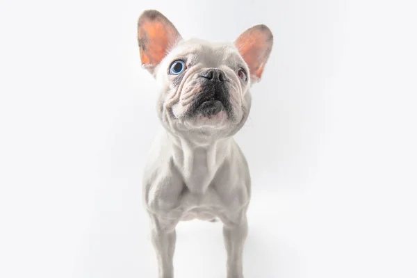 Funny french bulldog dog standing isolated on white — Stock Photo