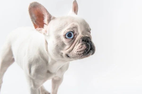 Vista ravvicinata di adorabile cucciolo di bulldog francese isolato su bianco — Foto stock