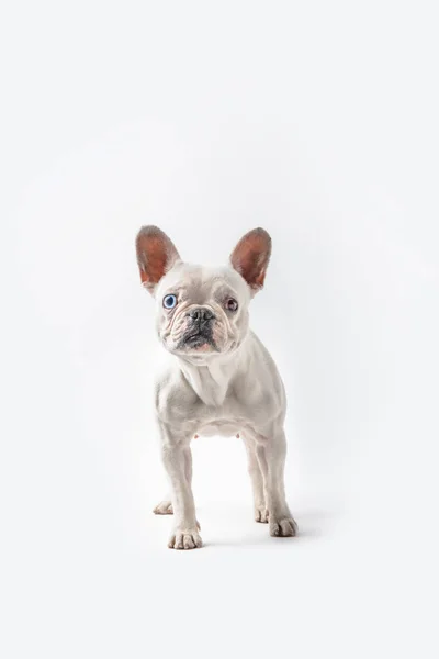Volle Länge Ansicht der niedlichen Französisch Bulldogge stehend und Blick auf Kamera isoliert auf weiß — Stockfoto