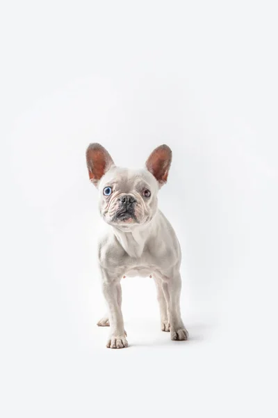 Full length view of cute french bulldog standing and looking at camera isolated on white — Stock Photo