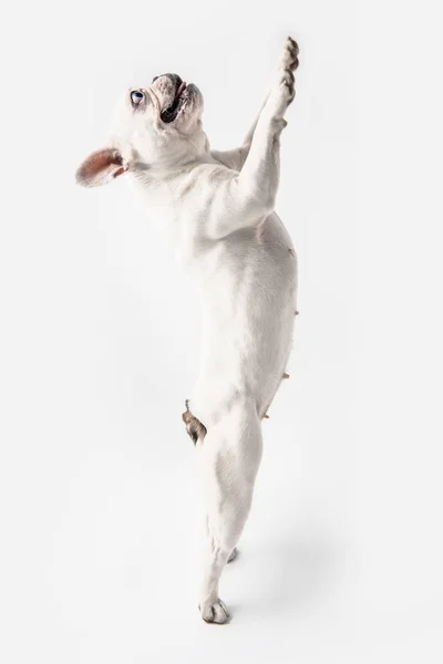 Seitenansicht der entzückenden französischen Bulldogge, die auf Pfoten steht und isoliert auf weiß aufblickt — Stockfoto