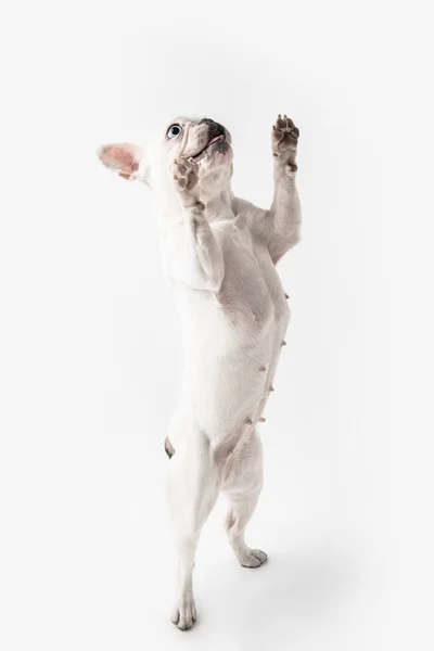 Entzückende französische Bulldogge, die auf Pfoten steht und isoliert auf weiß aufblickt — Stockfoto